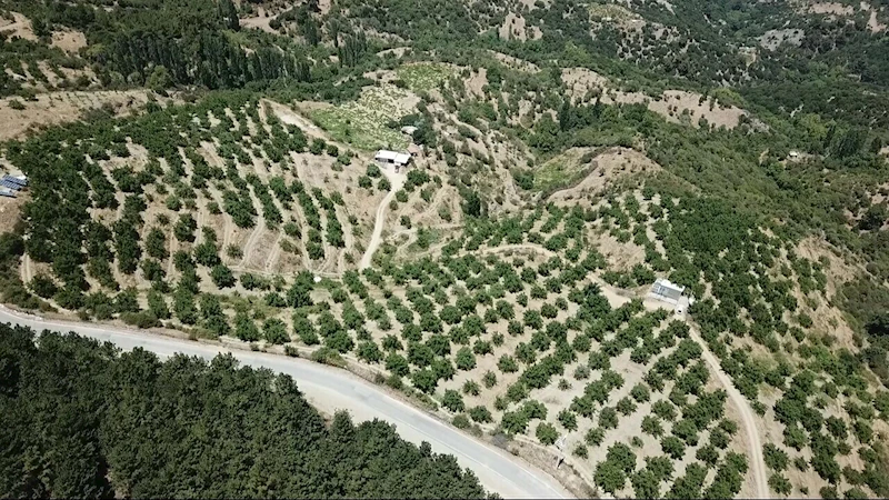 Bozuk orman arazisini, ceviz ormanına dönüştürdü