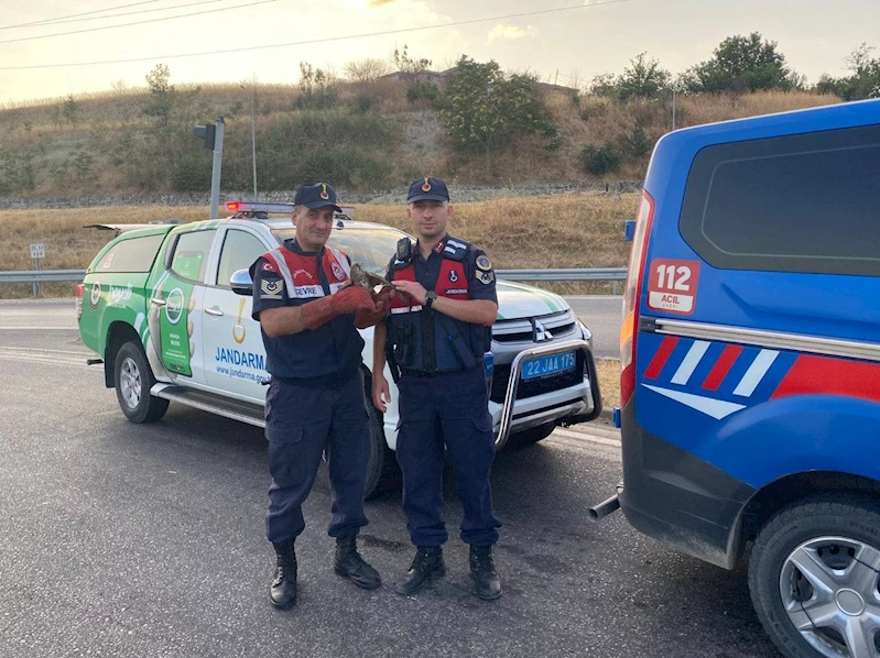 Edirne’de bulunan yaralı şahin tedaviye alındı 