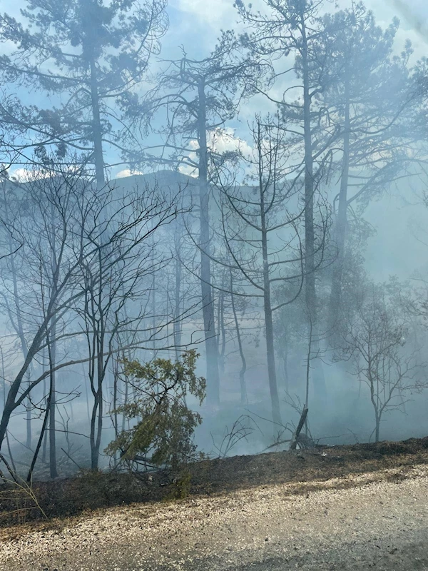 Bolu Göynük’te orman yangını (2)