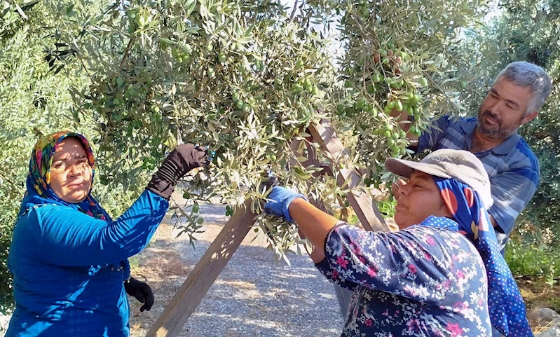 Coğrafik işaretli Sarıulak zeytin hasat zamanı