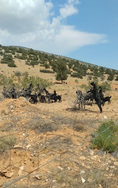 Fıstık ve zeytin fidanları keçilere yem oldu