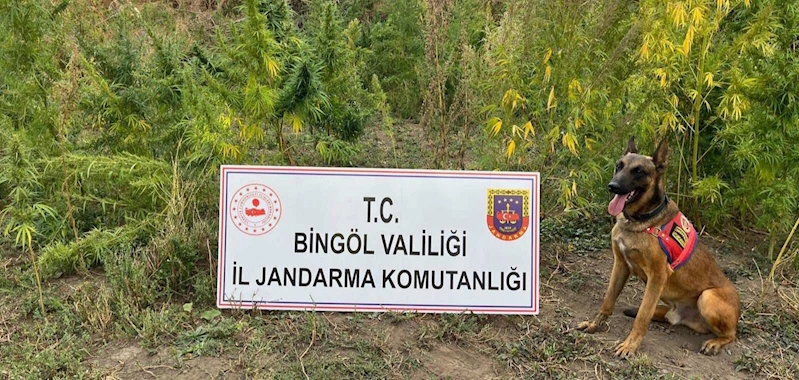 Bingöl