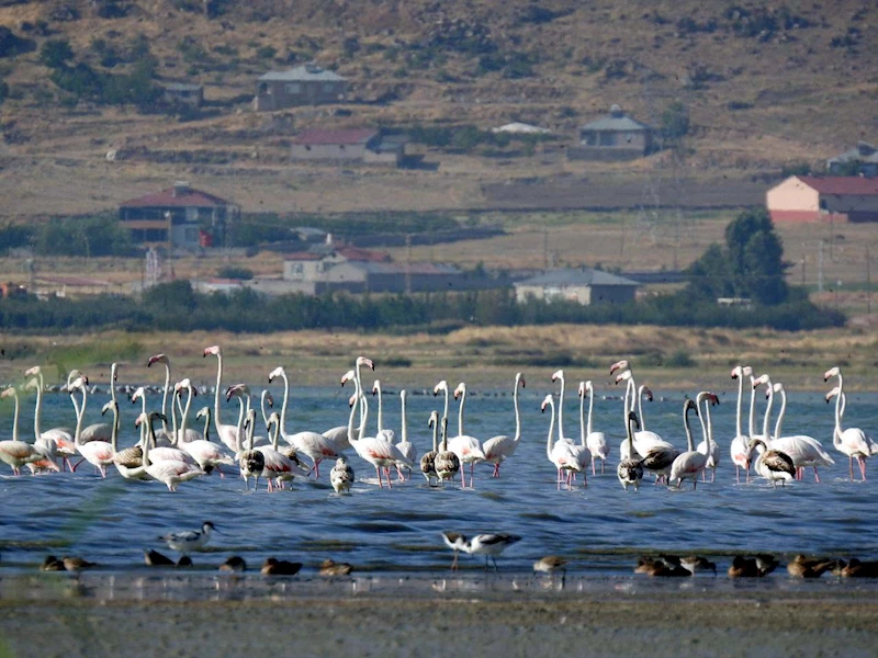 Flamingolara fotoğrafçılardan yoğun ilgi 