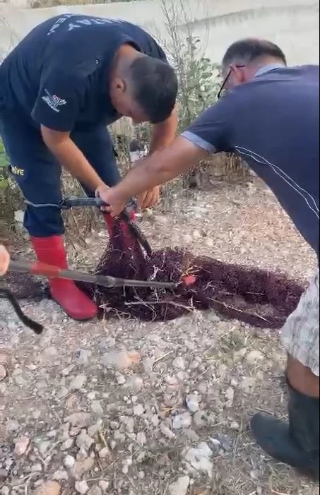 Hatay’da balık ağına dolanan yılan kurtarıldı 