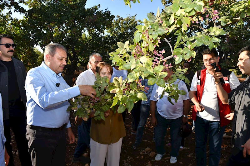   Şanlıurfa Valisi Şıldak, fıstık hasadın katıldı