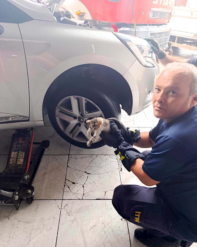 Hatay’da kedi kurtarma operasyonu