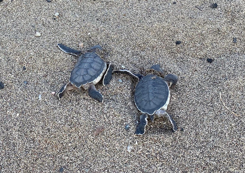 Kum zambakları ve Caretta Carretalar için imza kampanyası