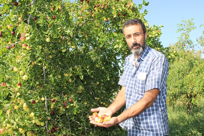 Malatyalı çiftçi, hasat sonu gelirini Filistin