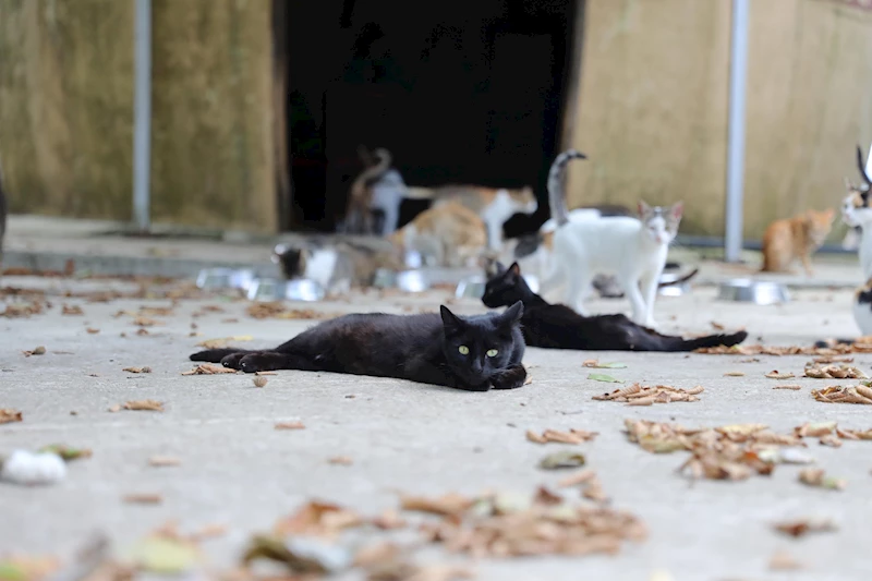 Kedi kasabası Türkiye’ye örnek oluyor