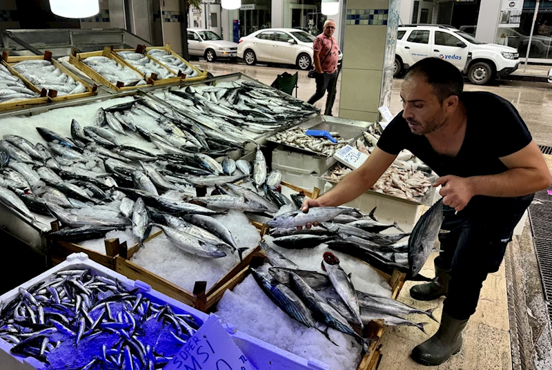 Balık tezgahlarında palamut, hamsi ve çinekop bolluğu yaşanıyor