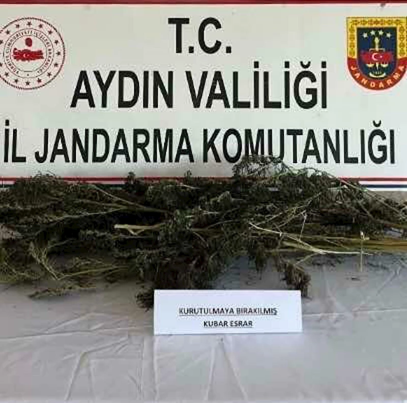 Evinde 250 gram esrar ve 153 kök Hint keneviriyle yakalandı