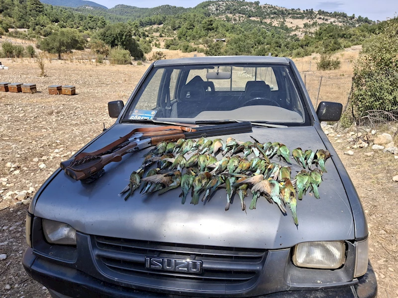 Koruma altındaki 45 arı kuşunu tüfekle öldürdüler