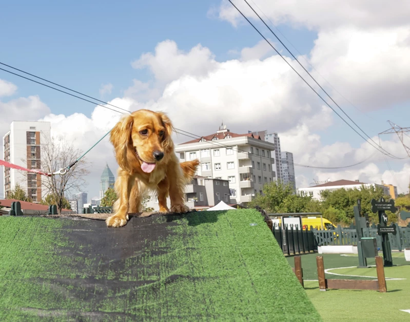 Ümraniye Belediyesi Köpek Eğitim Merkezi