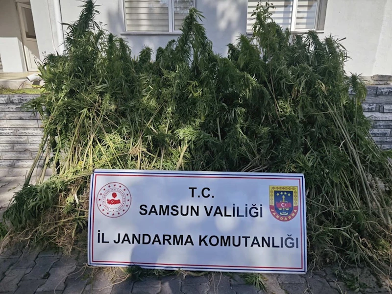 Samsun’da jandarma 728 kök kenevir ele geçirdi