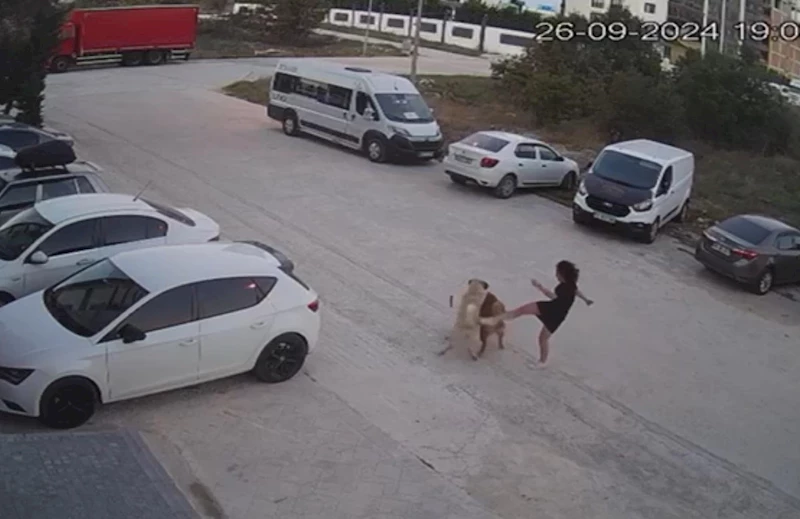 Sokak köpeğinin saldırısına uğrayan köpeğini kurtardı; o anlar kamerada