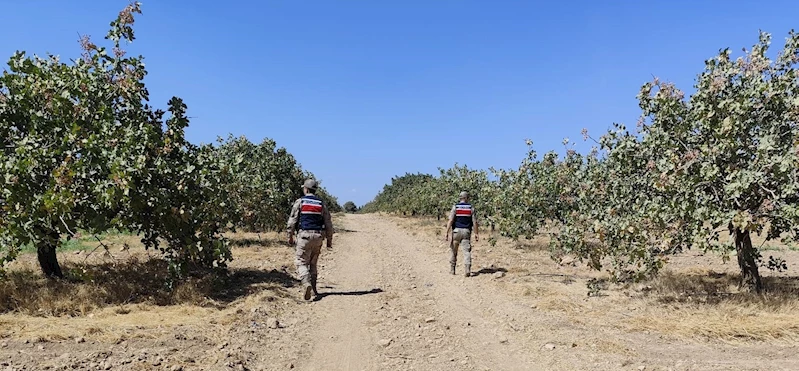 Şanlıurfa’da fıstık hırsızlığına 6 gözaltı 