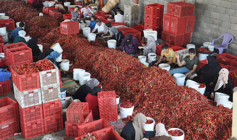 Gaziantep’te 8 bin tarım işçisi, biber temizleyerek geçimini sağlıyor