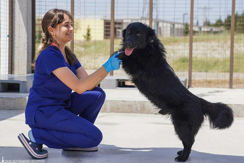 Sahipsiz Köpek Popülasyonu Yönetimi İzmir Eylem Planı hazırlandı