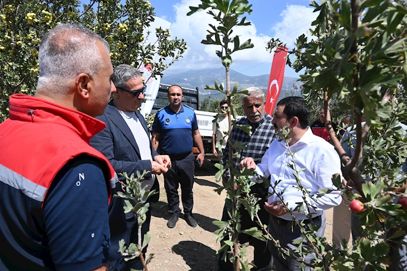 Belen’de alıç meyvesinin ilk hasadı gerçekleşti