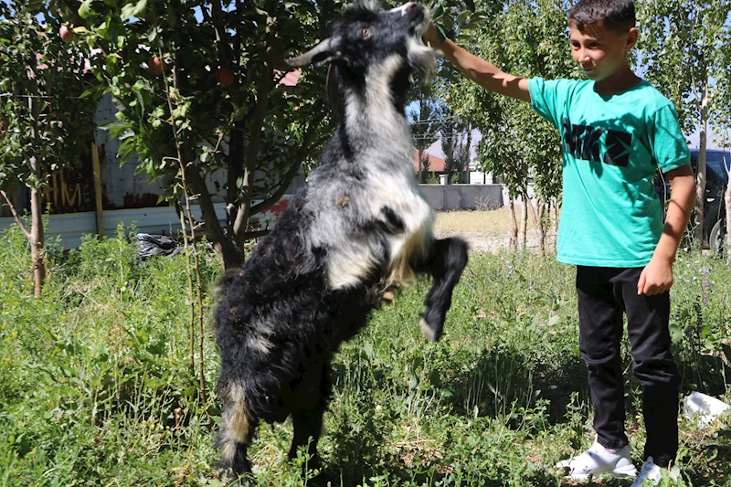 3 ayaklı oğlak, 7 aylık oldu