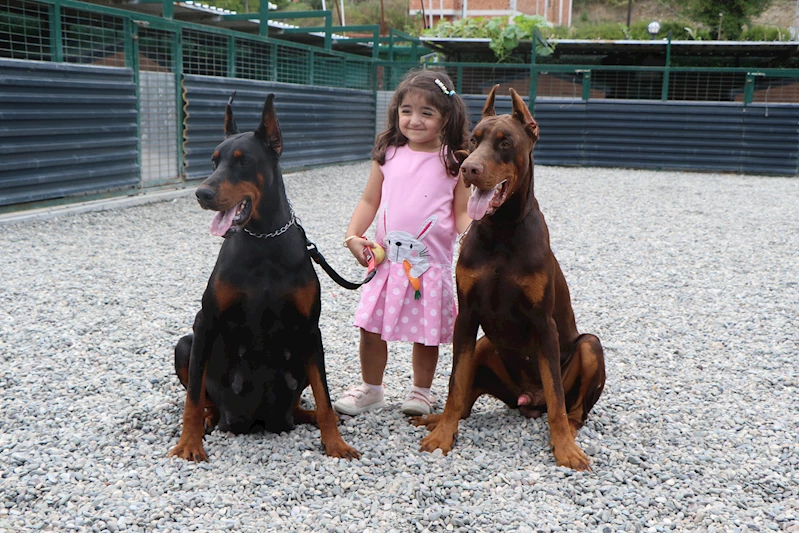 Kurduğu çiftlikle doberman yetiştirip, 40