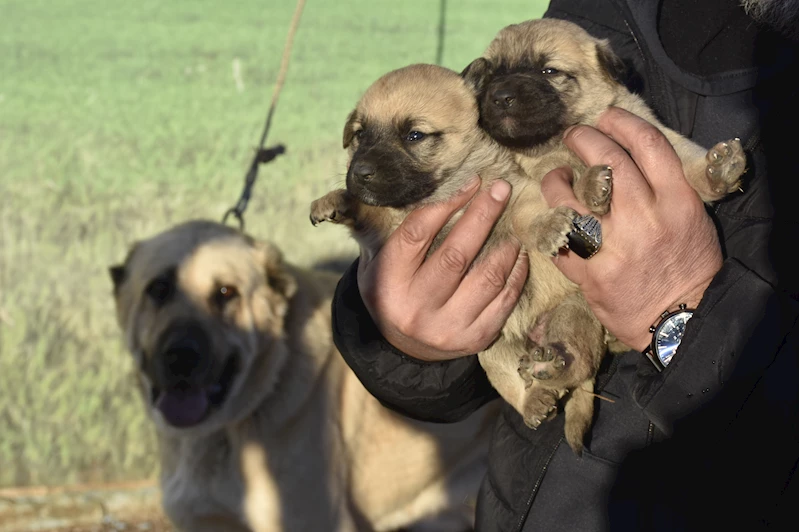 Kangal köpeği sevdasını 