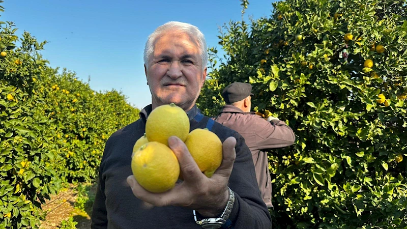 Erdemli’de limon üreticileri ihracat kapılarının açılmasını bekliyor