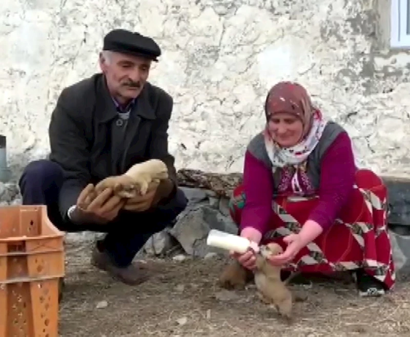 Kurt saldırısında anneleri ölen 8 yavru köpeği, biberonla besliyorlar