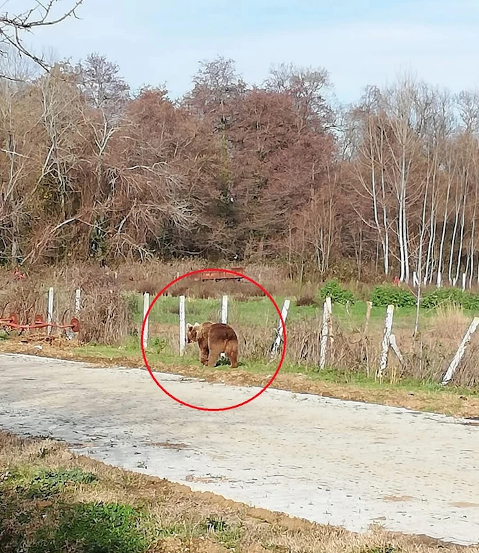 Barınaktan kaçan bozayı, 8 gün sonra ormanda yakalandı / Ek fotoğraflar