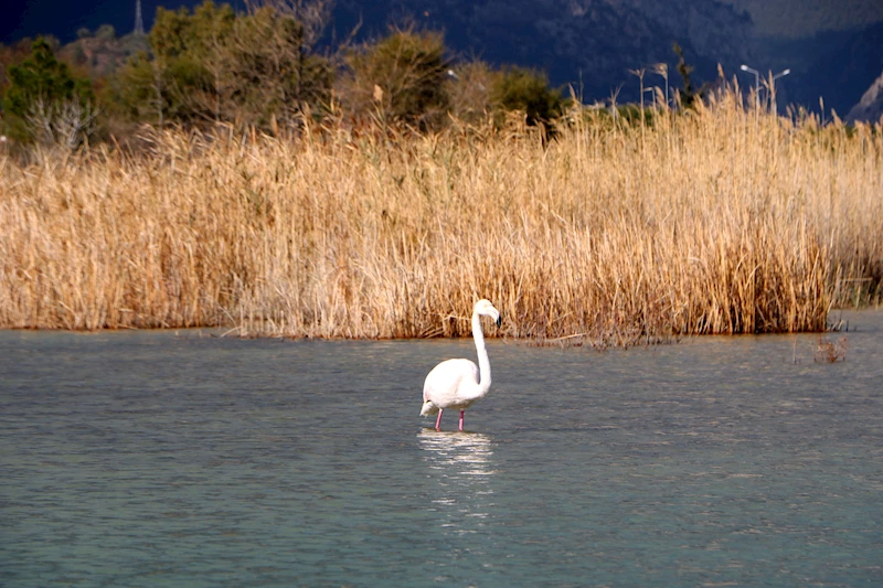 Kemer