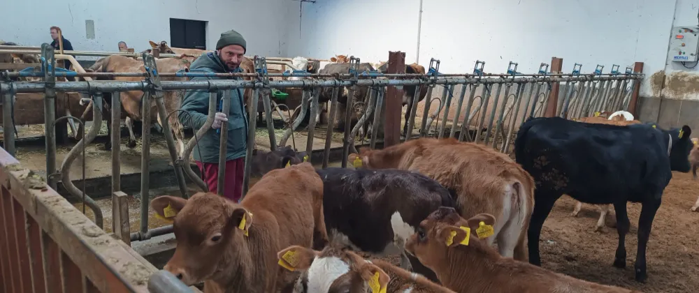 Trabzon İl Tarım ve Orman Müdürlüğünden Of İlçesine Hayvancılık Desteği