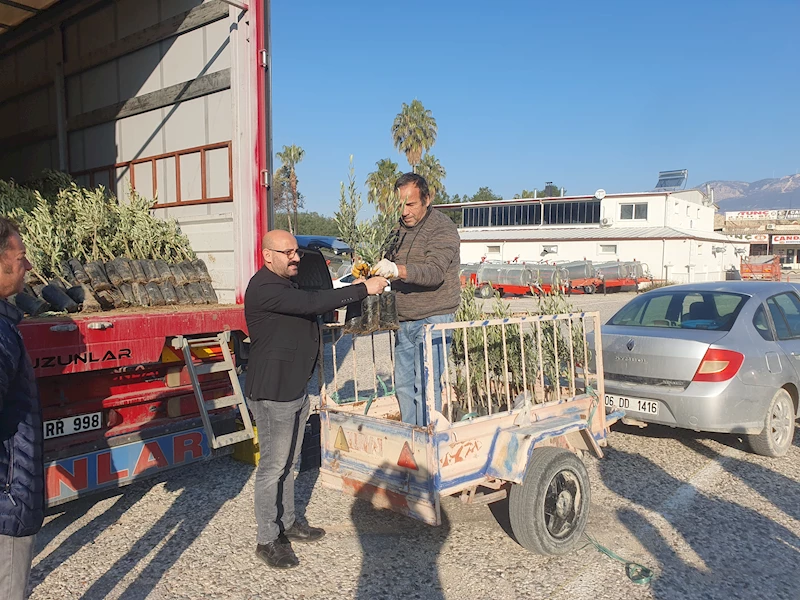 Üreticiye zeytin fidanı desteği