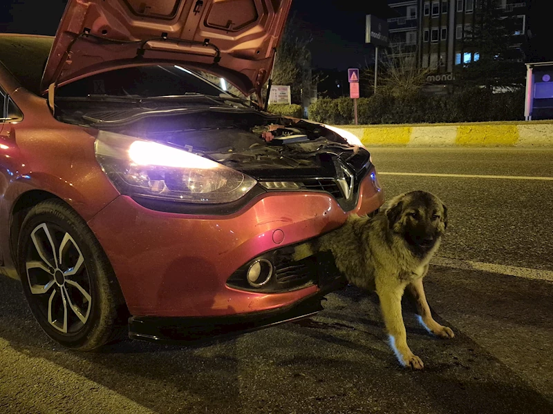 Kendisine çarpan otomobilin tamponuna sıkışan köpeği itfaiye kurtardı 