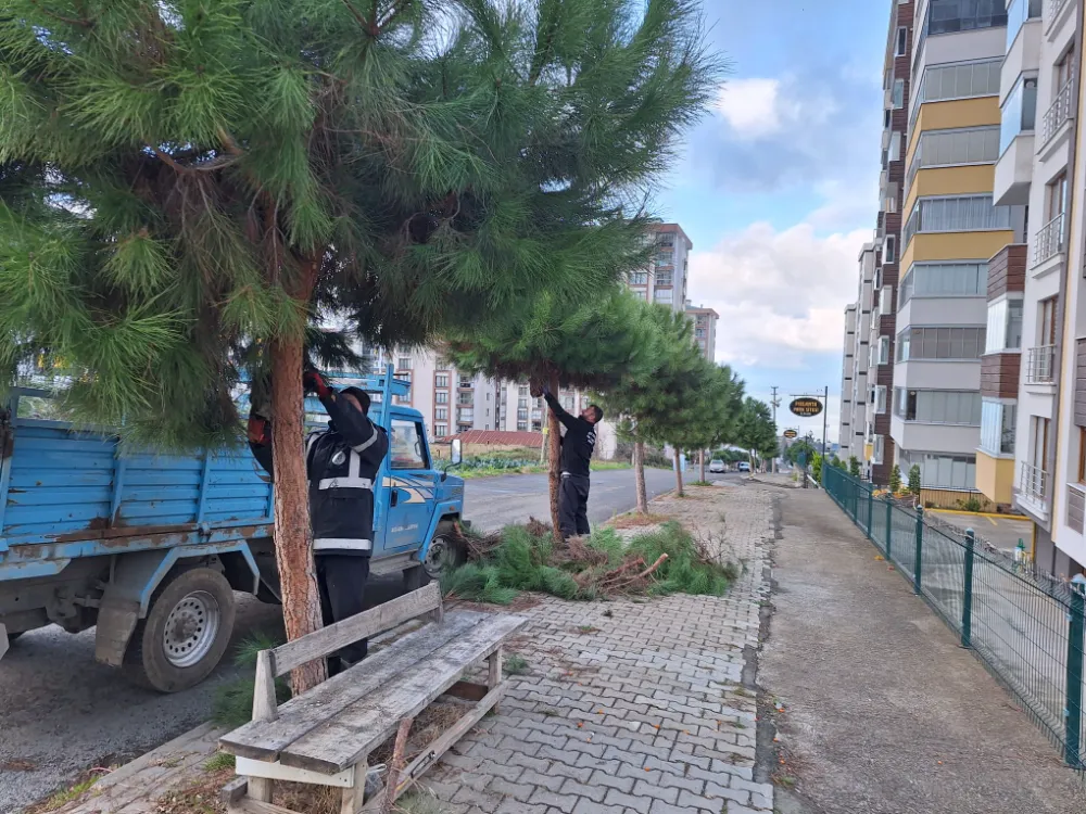 Akçaabat Belediyesi, Yeşil Alanlarda Bakım Çalışmalarına Devam Ediyor