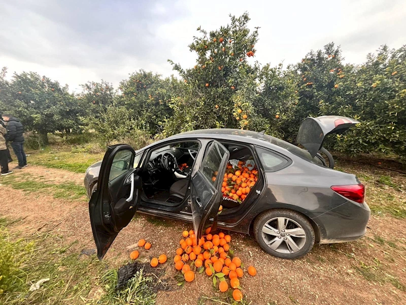 Otomobille portakal hırsızlığına suçüstü