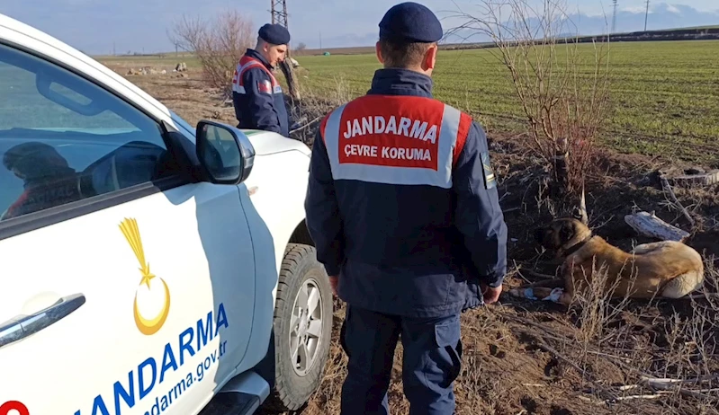 Köpek dövüşüne jandarma baskını