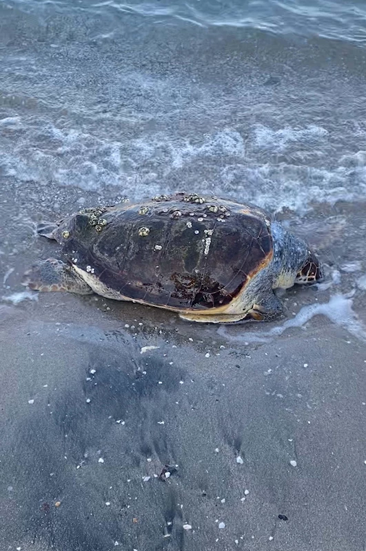 Bodrum sahilinde ölü caretta caretta bulundu (2)