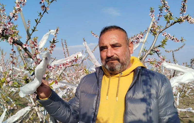 Çiçek açan şeftali ağaçlarını dona karşı tülle sardı