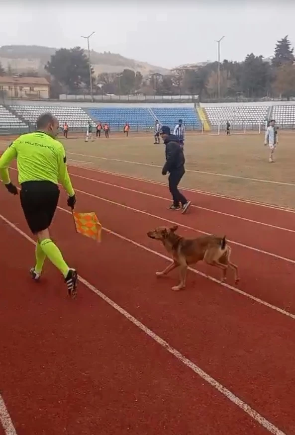 Sahaya giren köpeği yan hakem çıkardı; o anlar kamerada