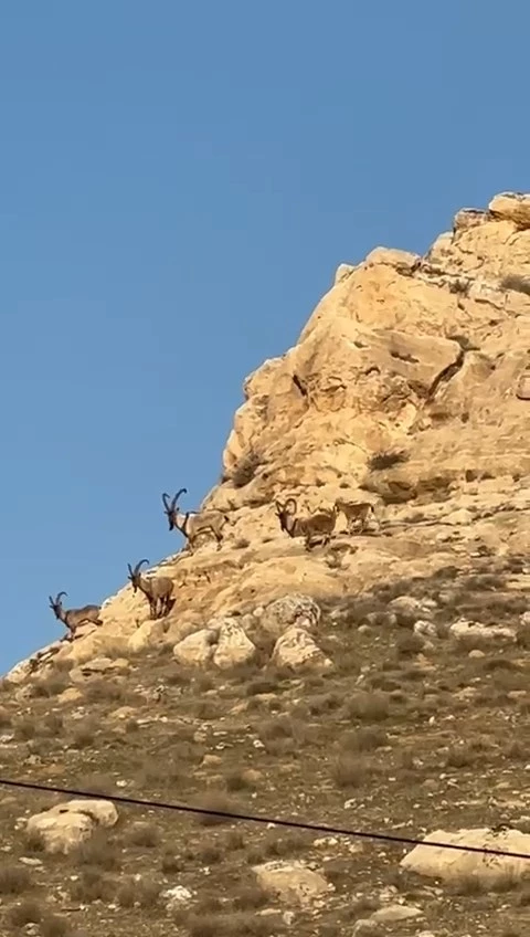 Batman’da, koruma altındaki dağ keçileri kamerada