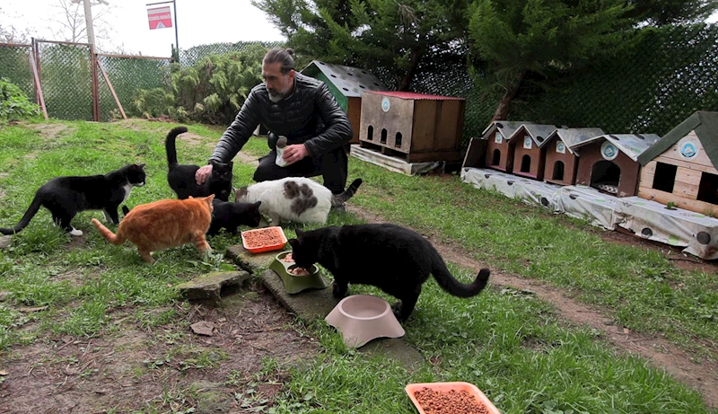  ‘Kedi Köyü’nün sınırları genişledi, misafirleri arttı