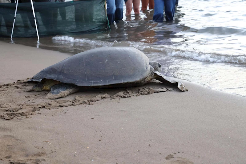 Caretta caretta 