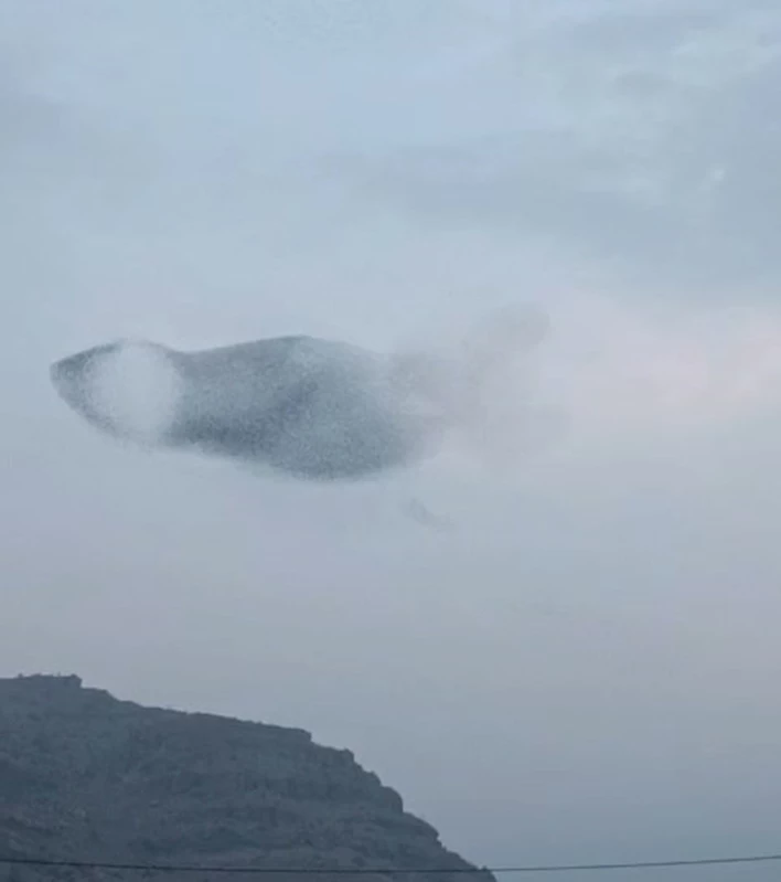 Sığırcık kuşlarının uyum halinde aynı yöne uçtuğu anlar kamerada