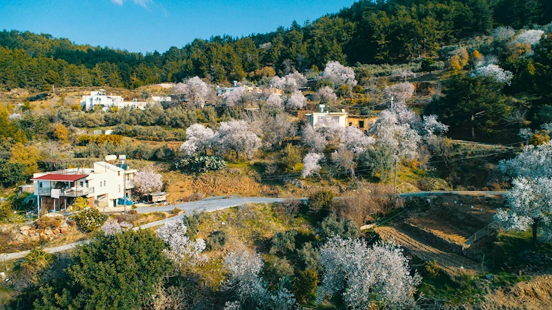 Bir ay önceden çiçek açan badem ve kiraz ağaçları üreticiyi düşündürüyor