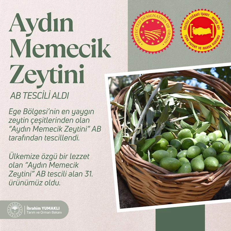 Aydın Memecik Zeytini