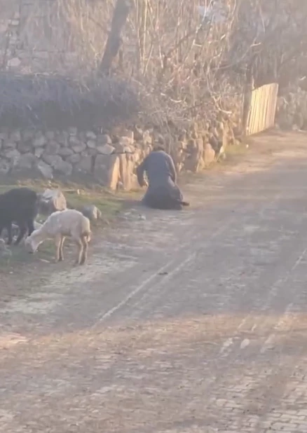 Koyuna kötü muamelede bulunan şüpheli gözaltına alındı