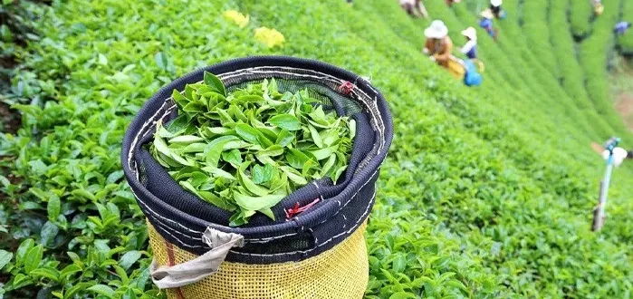 Yaş Çay Destekleme Ödemeleri İçin Rize Siyaseti Devrede: Ödemeler Bayram Sonrasına mı Kalacak?