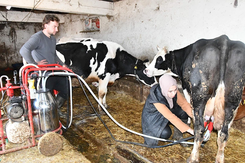 Köye yerleşen Gülizar devlet desteğiyle çiftlik kurdu; inek sayısı 12