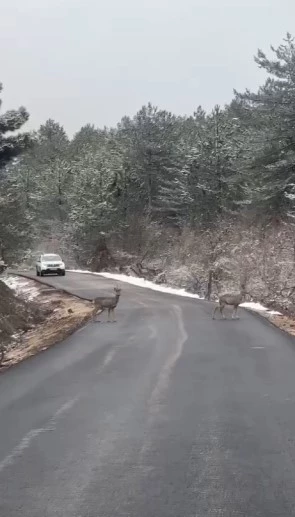 Yola inen 2 karacayı orman ekipleri görüntüledi