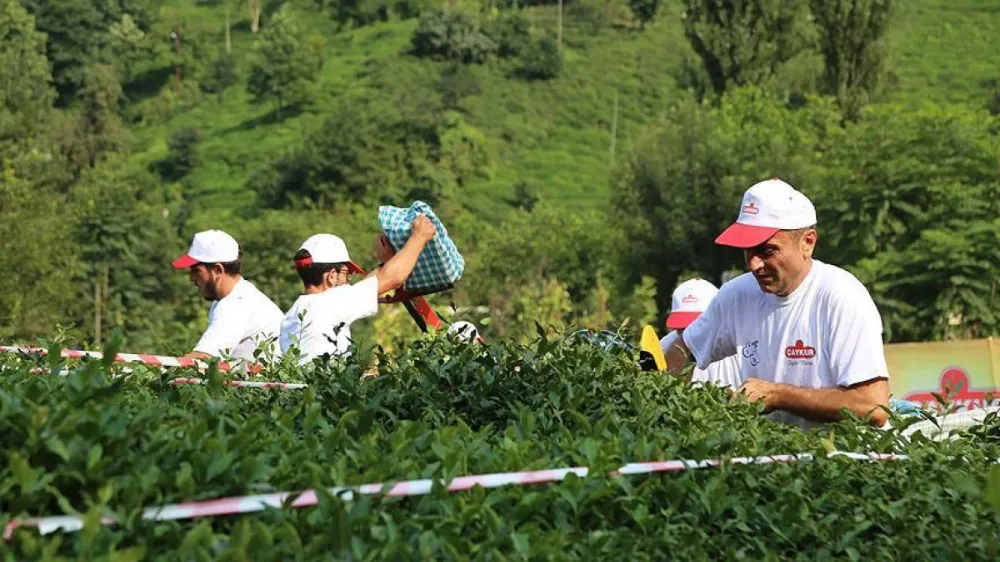 En Yüksek Ödeme Rize